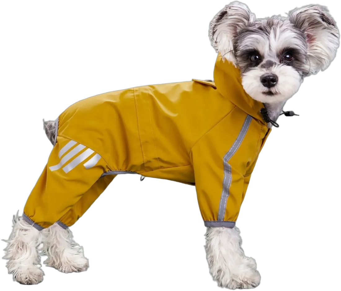 Un petit chien gris et blanc debout, en combinaison de pluie jaune à capuche.